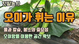 텃밭농사 오이가 구부러지는 이유와 오이비료와 칼슘, 붕소와 물의 중요성 오이망을 치는 이유 오이재배