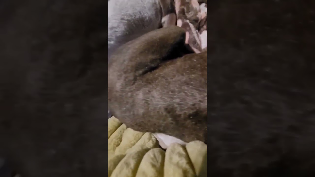 Lola video