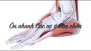 Ôn nhanh các cơ ở bàn chân