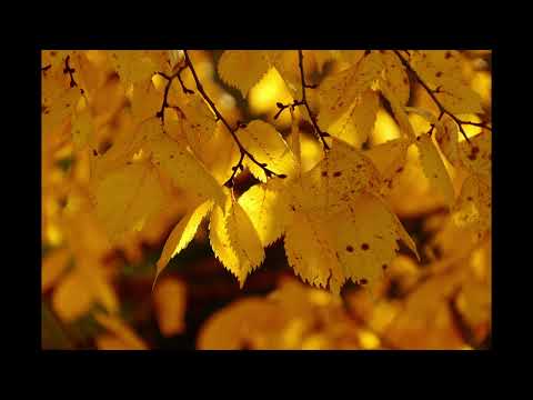 Ivo Linna - Päike sõbra aknas (Remix, Raimonds Pauls, Kā senā dziesmā)