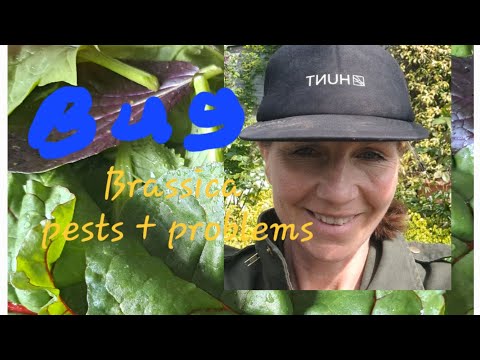 Brassica pests + problems at the Allotment | Tomato hanging baskets #gardening #allotment