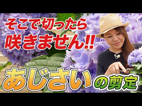 白いパニクラータアジサイを上手に管理して、屋外スペースに完璧な雰囲気を与える方法  庭園