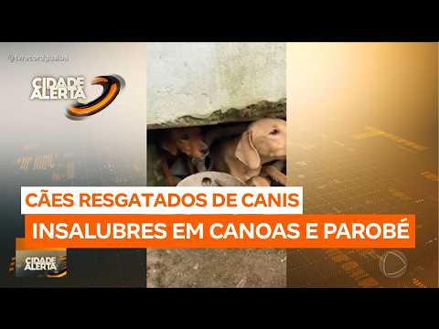 Canoas e Parobé: Cerca de 50 cães em situações de maus-tratos são resgatados