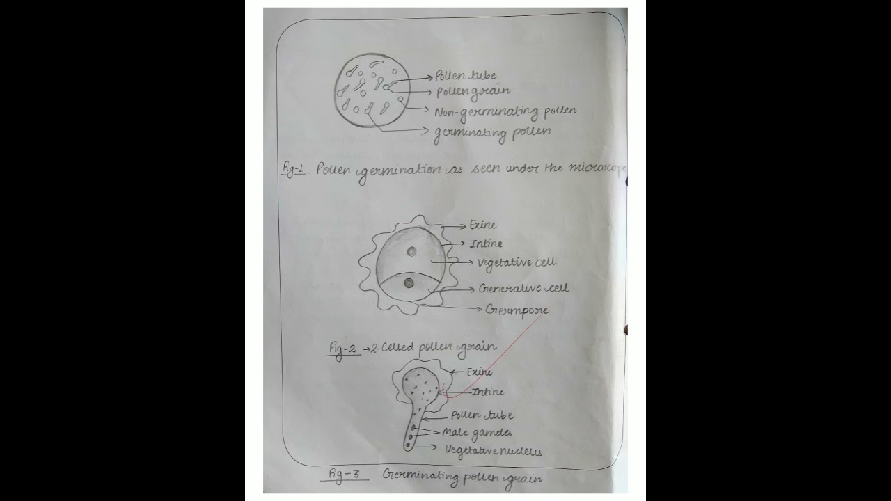 To study the pollen germination on slide ||Class12 || Biology practical with observation.