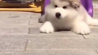 このモフモフ感w