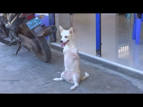 Kangaroo dog with no front legs walks like a human