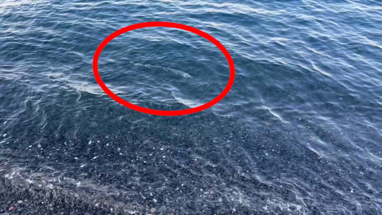 【衝撃映像】水深５０cmで特大深海魚がHIT