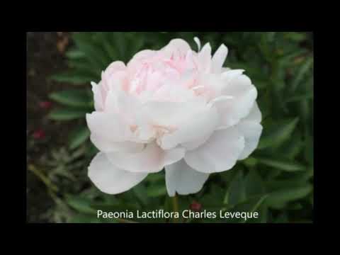 Peony Showgarden Holland 2021 06 24