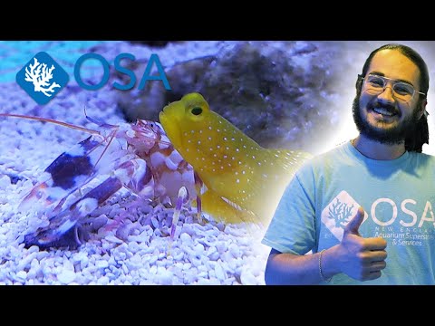 An Unlikely Duo - The Pistol Shrimp & Watchman Goby!