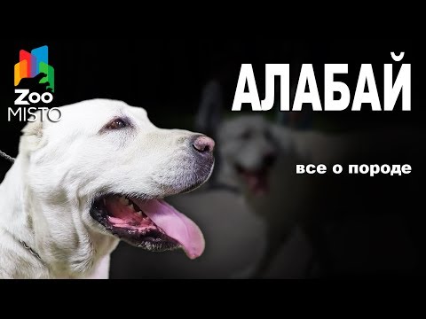 , title : 'Алабай - Все о породе собаки | Собака породы - Алабай