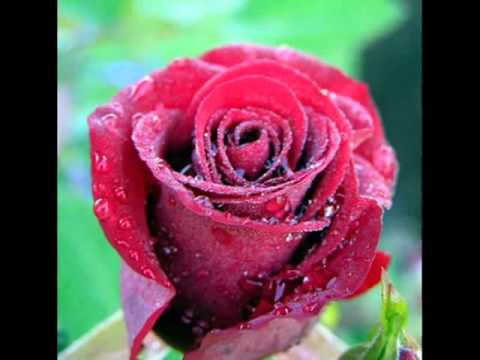 Liviu si Daniela Trandafirul Rosu.wmv