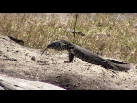 Djuma: Water Monitor Lizard - 09:37 - 10/15/18