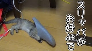 子猫とスリッパの戯れ。【れんこま日記 ８】
