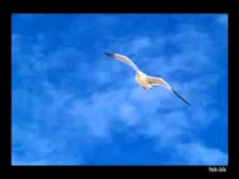 Carlos do Carmo  Gaivota