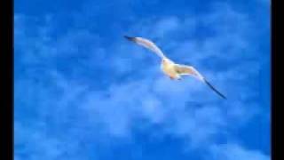 Gaivota Lyrics English Translation