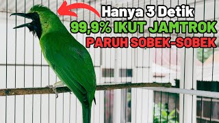 Download lagu Cucak Ijo Gacor Jamtrok! Pancingan Cucak Ijo Biar Emosi dan Gacor Bongkar Isian | Cucak Ijo Jamtrok mp3 Download lagu Cucak Ijo Gacor Jamtrok! Pancingan Cucak Ijo Biar Emosi dan Gacor Bongkar Isian | Cucak Ijo Jamtrok mp3