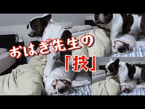 【ブルドッグ】おはぎ先生の「技」