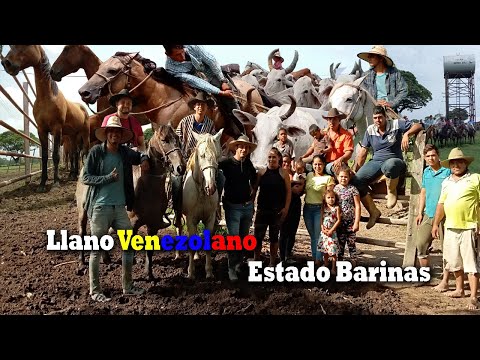 LLANO VENEZOLANO - Faenas de llano en el Estado Barinas [SEGUNDA PARTE]