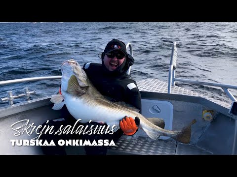 26 kg turska - Norjassa turskaa onkimassa