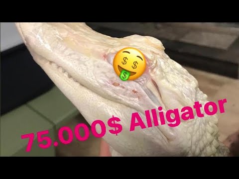 Albino Alligator - Wenn Tiere zu Sammelobjekten und Statussymbolen werden