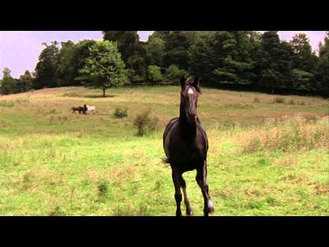 Trailer-Vorschau: Black Beauty