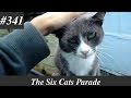 Tuxedo Cat Wants To Be Petted