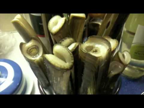 How to catch and cook razorfish! Disgusting!!