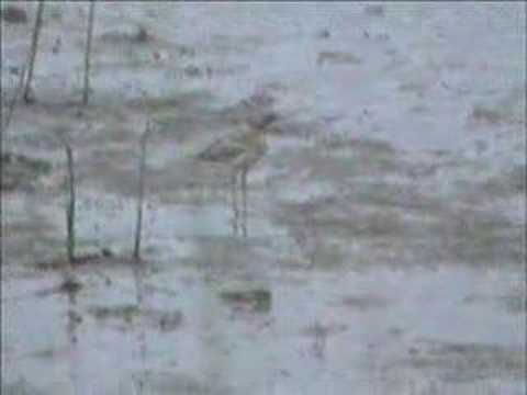 Water Thick-knee