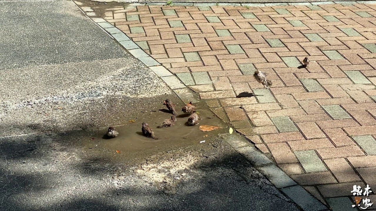 返回編輯模式iPhone 11 pro 錄影效果