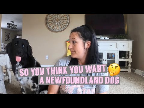 So You Think You Want A Newfoundland dog