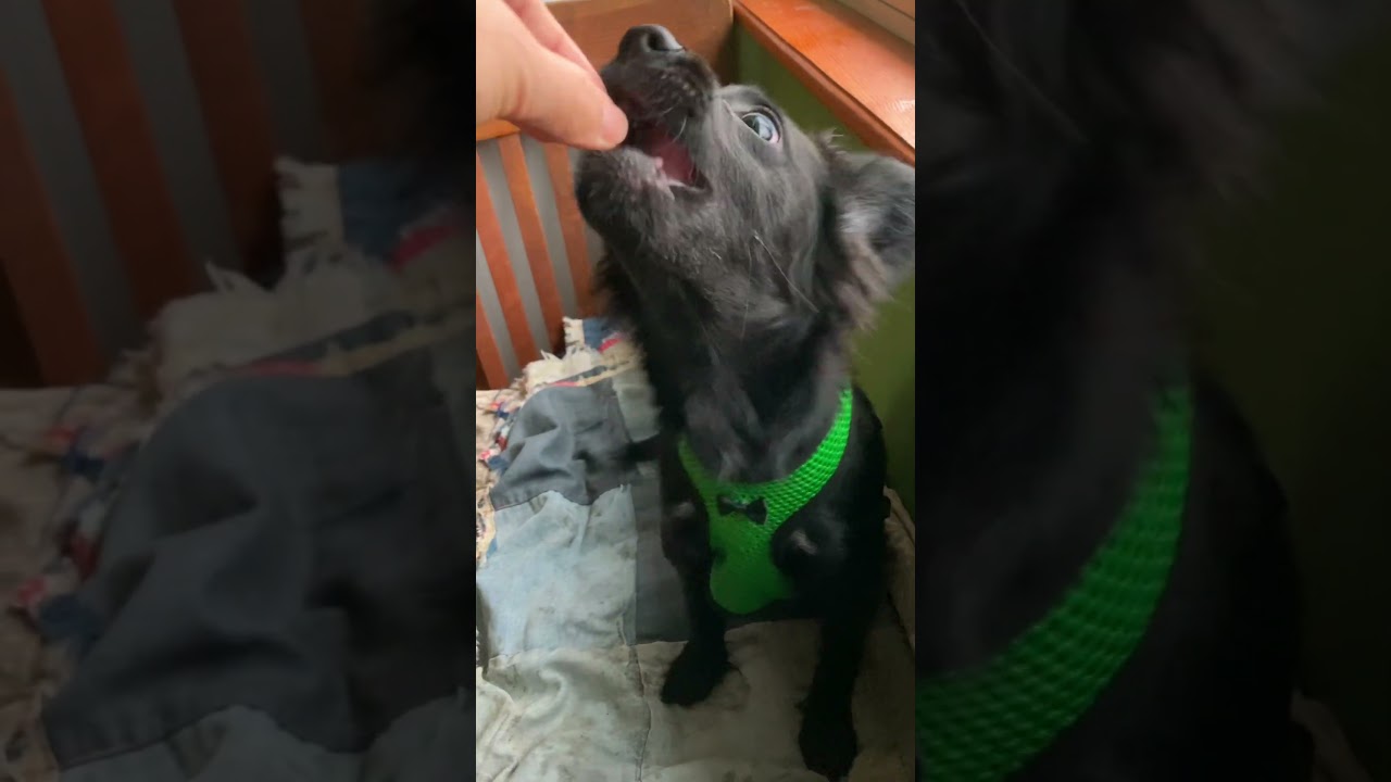 Enlarge Trey, a Adoptable mixed breed in Red Bluff, CA video 6/6