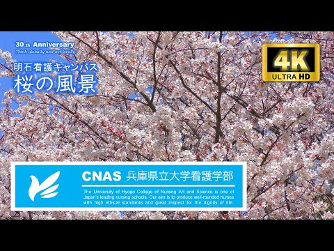 【兵庫県立大学看護学部】 開学30年 明石看護キャンパスの桜の風景 (4K動画)
