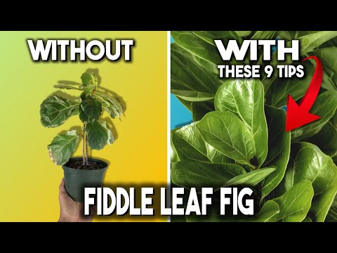 Fiddle Leaf Fig: 9 Tips for SUCCESS ( Ficus Lyrata )