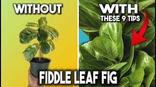 Fiddle Leaf Fig: 9 Tips for SUCCESS ( Ficus Lyrata )