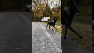 Video preview image #2 Belgian Malinois Puppy For Sale in LABADIE, MO, USA
