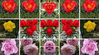 Download lagu Mengenal nama bunga mawar Dan sakura mp3