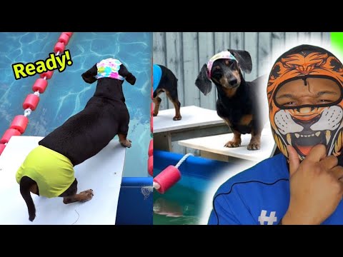 The Wienerlympics! - Cute & Funny Wiener Dog Video!