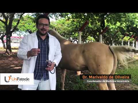 Medicina Veterinária em 2019 - UniFatecie