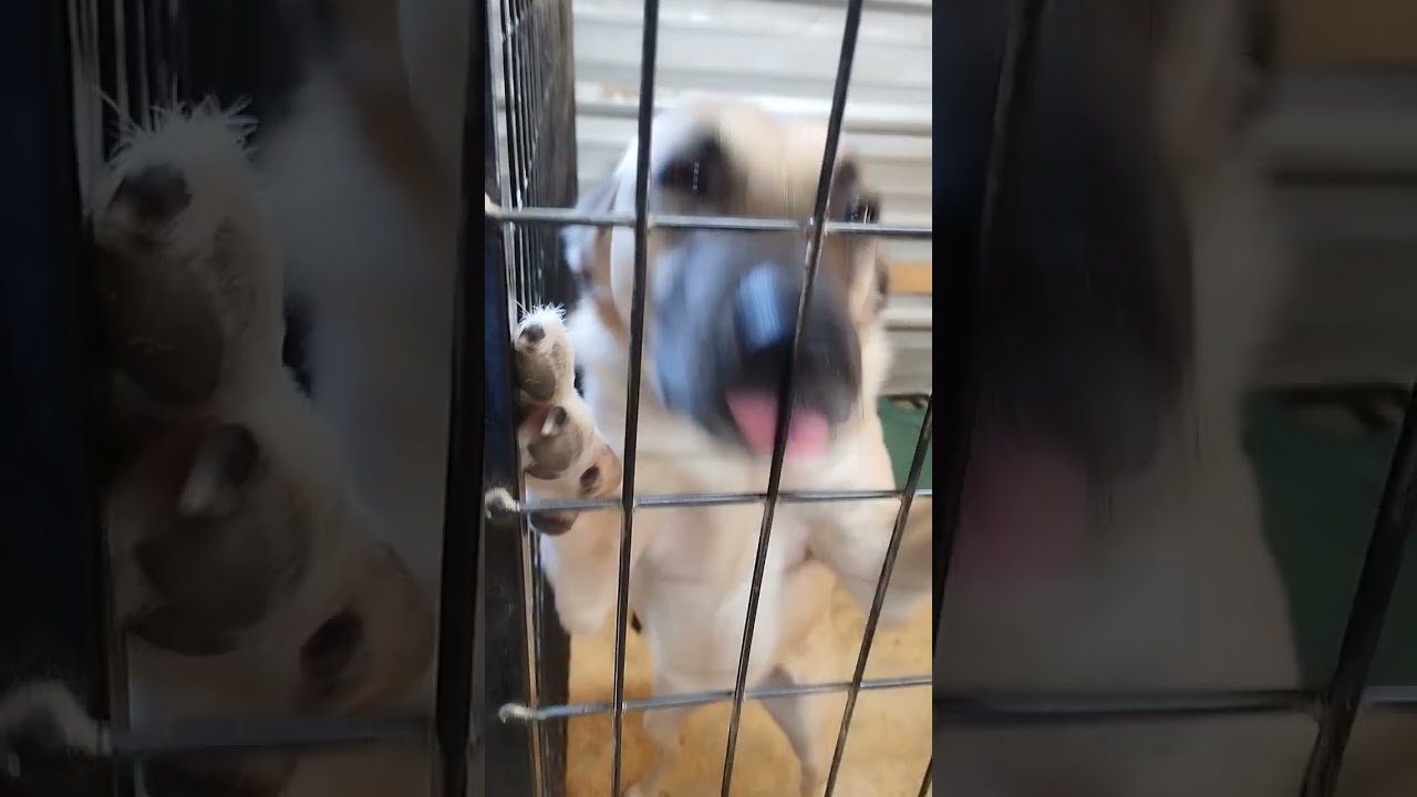 Enlarge Paxton, a Adoptable mixed breed in Newton, TX video 4/4
