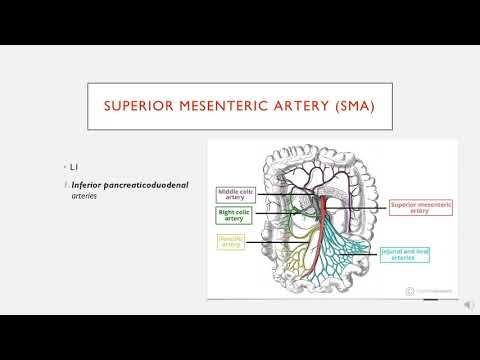 The Superior Mesenteric Artery (SMA) in less than 1 minute.