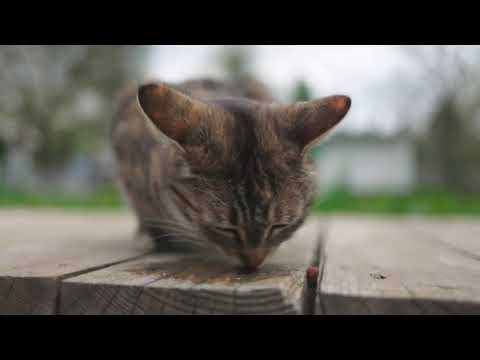 Saint Francis prayer to find lost animals, and Animal protection