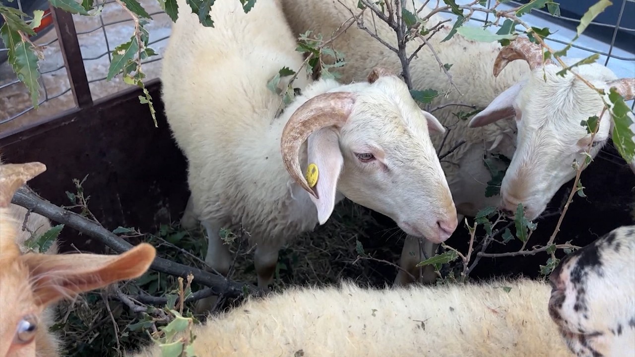 Çmimet e larta të bagëtive vështirësojnë tregtinë, blegtorët përballen me kosto të larta mbarështimi