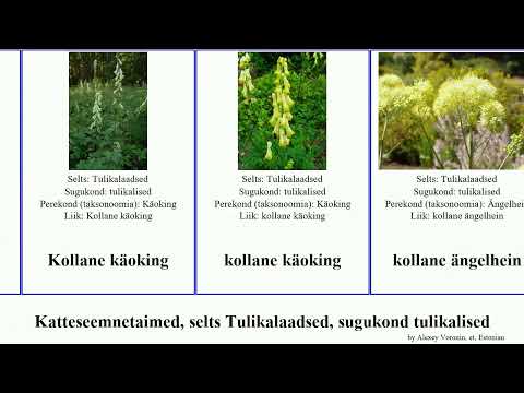 Katteseemnetaimed, selts Tulikalaadsed, sugukond tulikalised elulõng ängelhein tulikas käoking