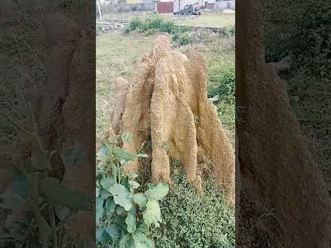 #nature #mole hill of termite #youtubeshorts