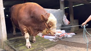 Download lagu SAPI TERBESAR setelah idul Adha, terimakasih Sohibul Qurban mp3