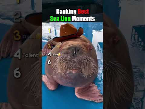 Ranking Best Sea Lion Moments