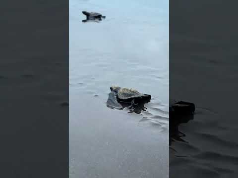 Chocó, el paraíso escondido de Colombia 🇨🇴