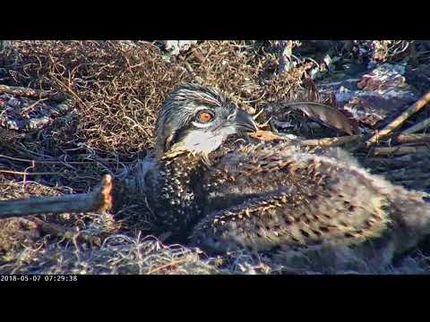 Closeup On Savannah Osprey Chick – May 7, 2018