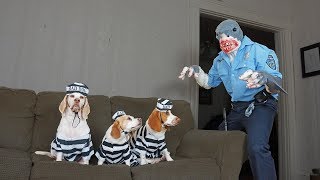 Dogs Arrested by Shark Cop Prank: Funny Dogs Maymo, Penny & Potpie by Maymo