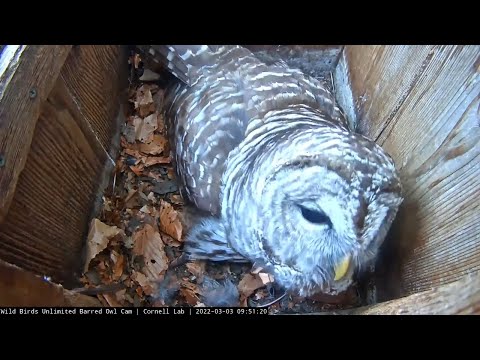 2022 WBU Barred Owl Cam Returns | Female Calls From Nest Box – March 3, 2022